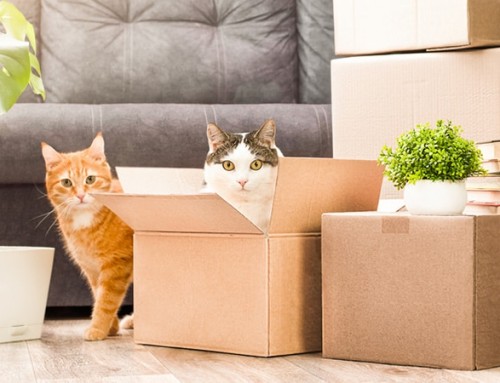 Helping your pets cope when you’re moving